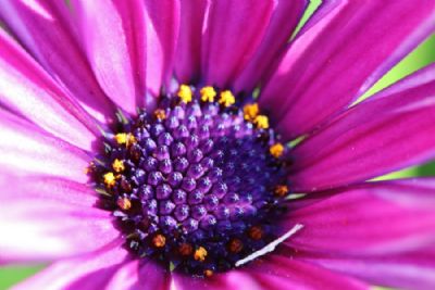 African daisy